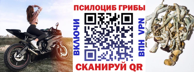 дарнет шоп  Махачкала  Псилоцибиновые грибы мицелий 